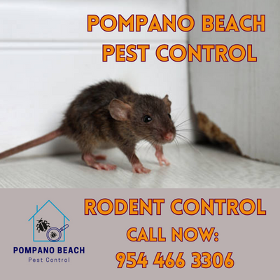 Rodent Control Pompano Beach | Effective Solutions for Rodent Infestations