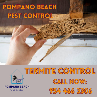 Termite Control Services in Pompano Beach | Effective Solutions | Free Inspections